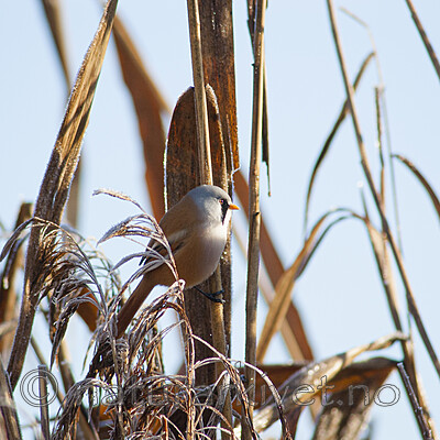 BB 06 0044 / Panurus biarmicus / Skjeggmeis <br /> Phragmites australis / Takrør